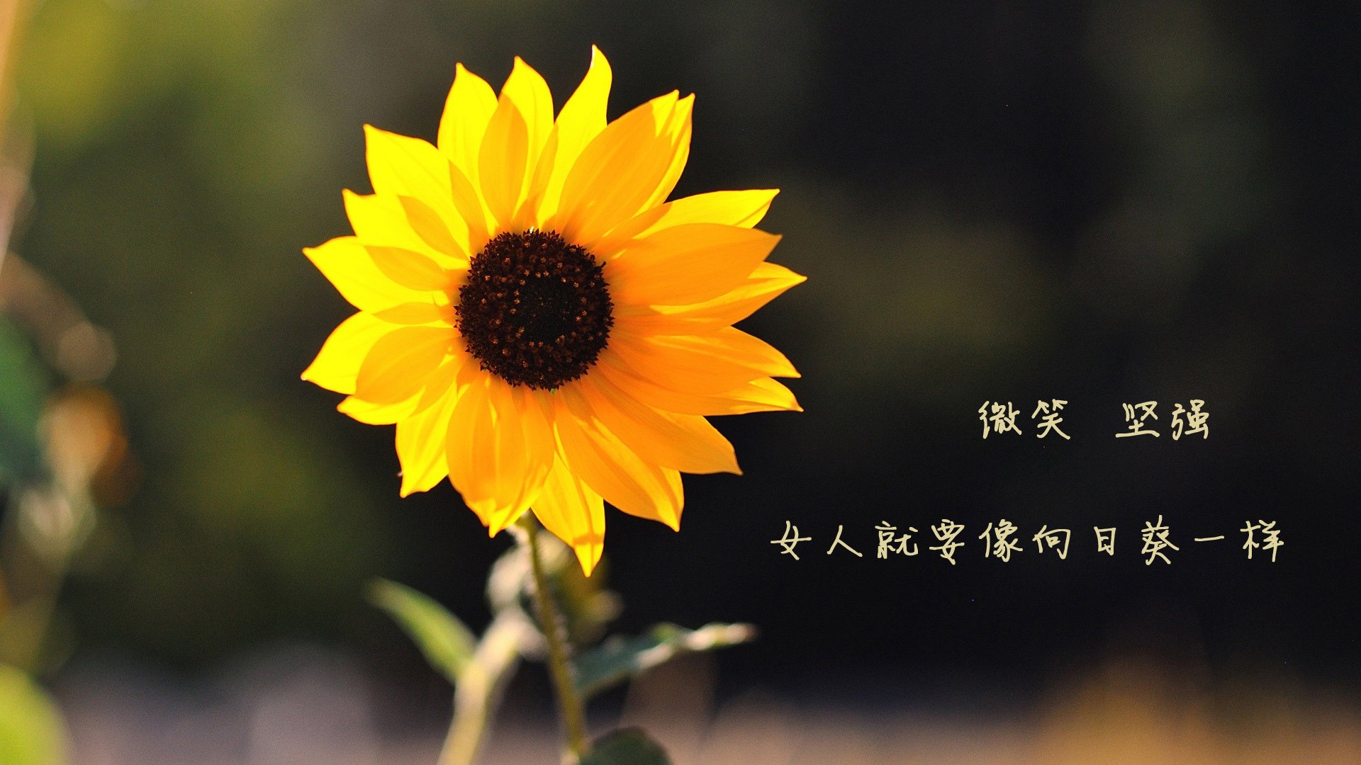 特色乡村龙舟节，融合文化和运动的盛会，龙舟活动