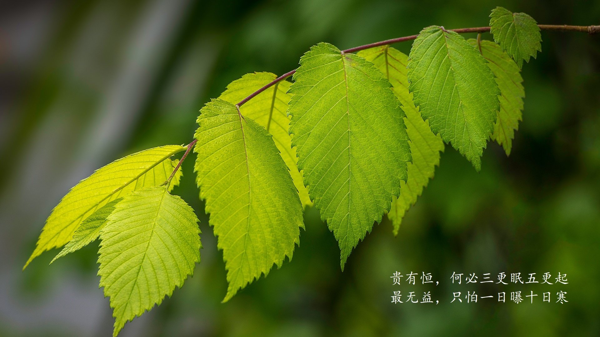 南非羚羊队的强大进攻线：配合精准、突破力强，每次进攻都震撼人心