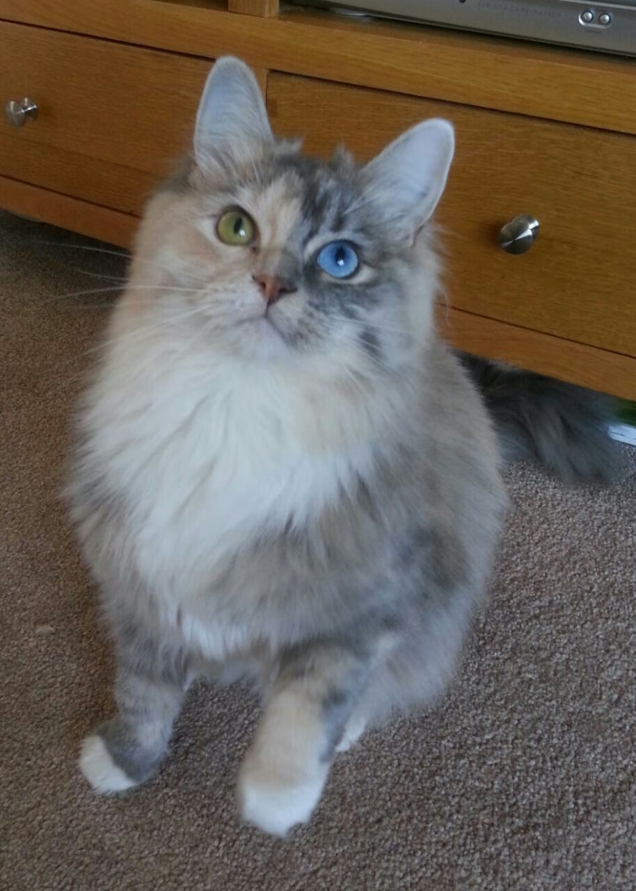 斯洛伐克女篮在欧洲预赛中表现优异,期待奥运之梦,斯洛伐克女子篮球锦标赛u23