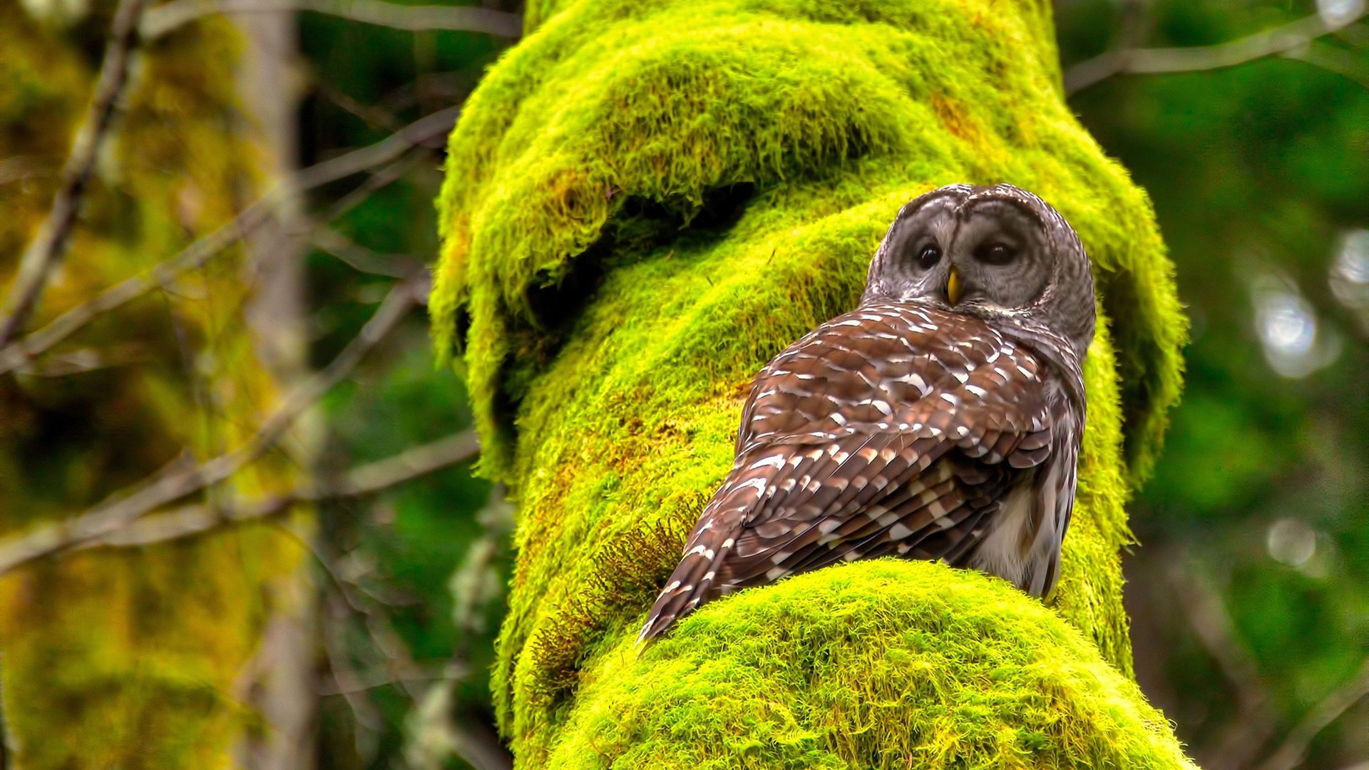 澳大利亚组合决赛精彩表现赢得观众喝彩,澳大利亚集锦