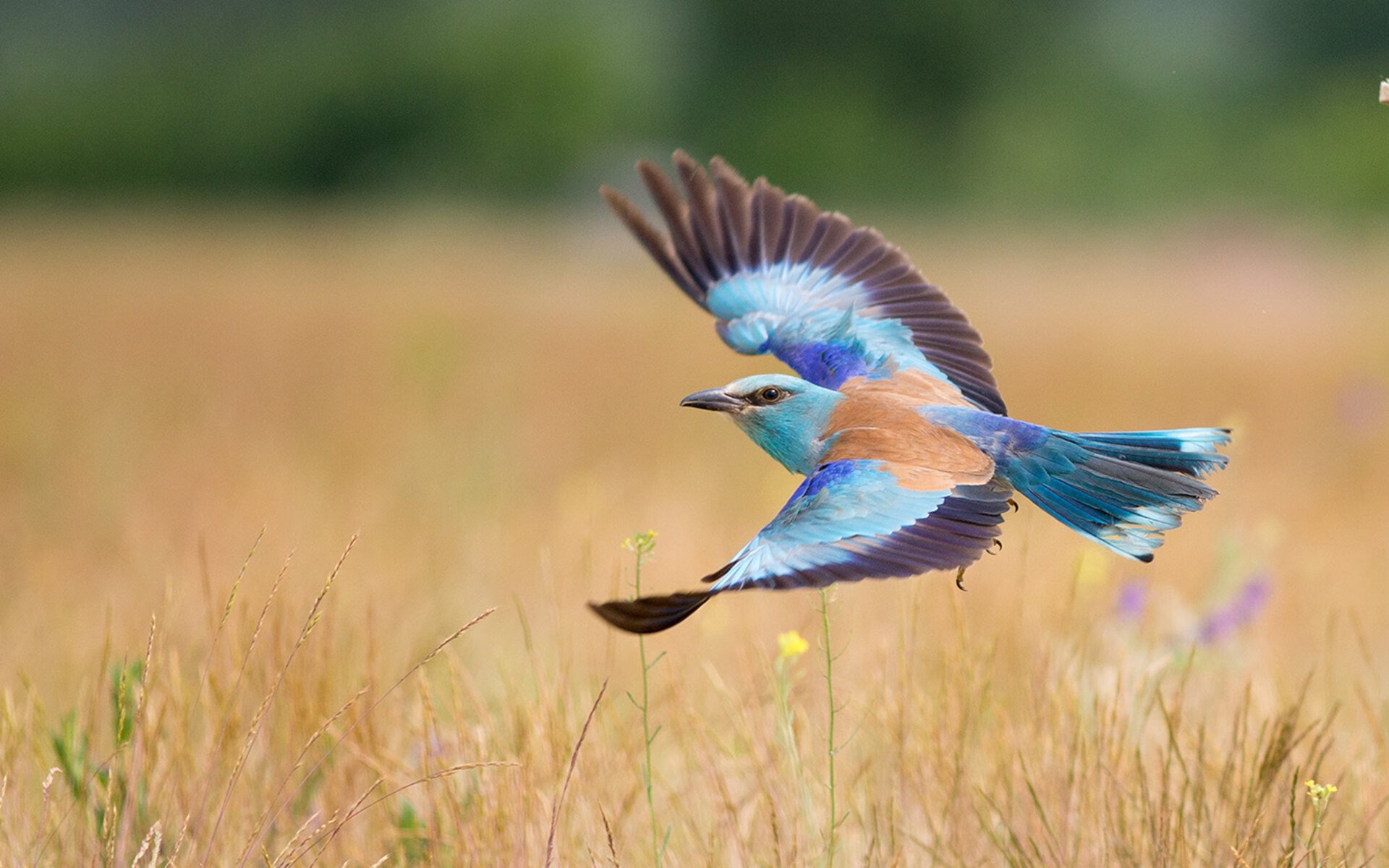 kaiyun 开云体育-篮网新人上场表现惊艳未来可期，篮网新队员